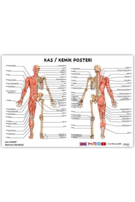 ÖABT Beden Eğitimi Öğretmenliği Kas Kemik Posteri Yargı Yayınları